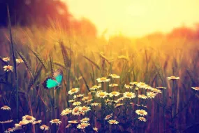 Daisy Flutter