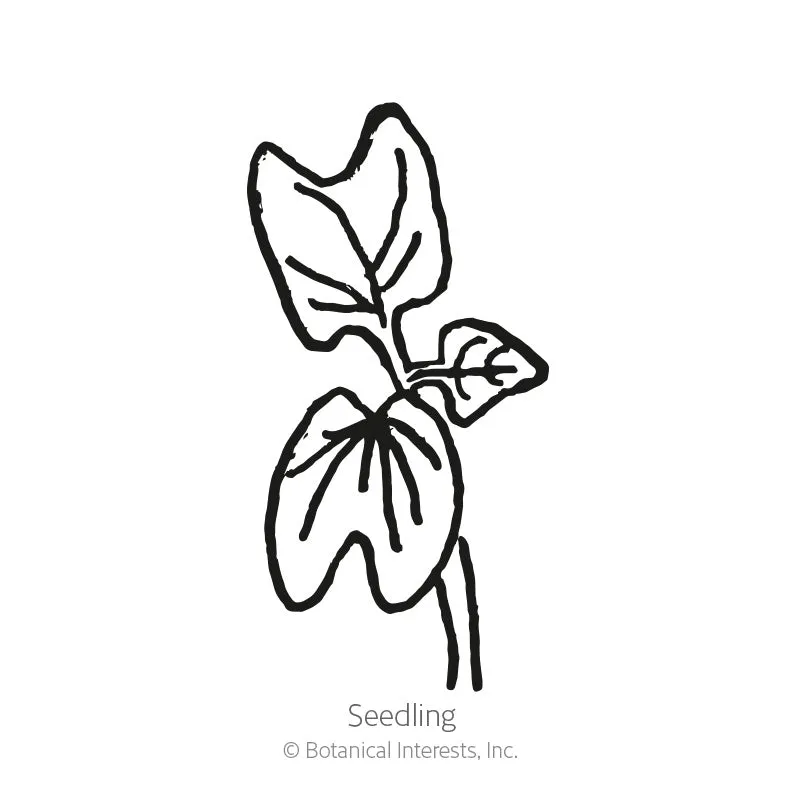 Sunrise Blend Morning Glory Seeds
